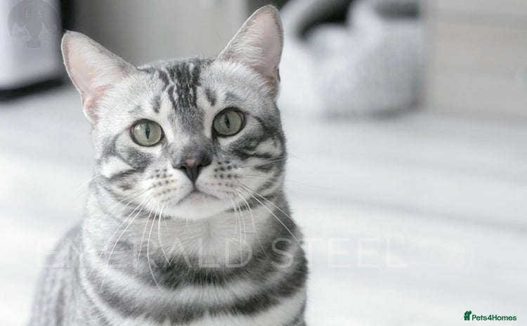 Bengal cats - Advert 16