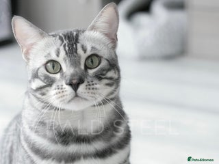 Bengal cats TICA Registered Silver Bengal - Advert 4