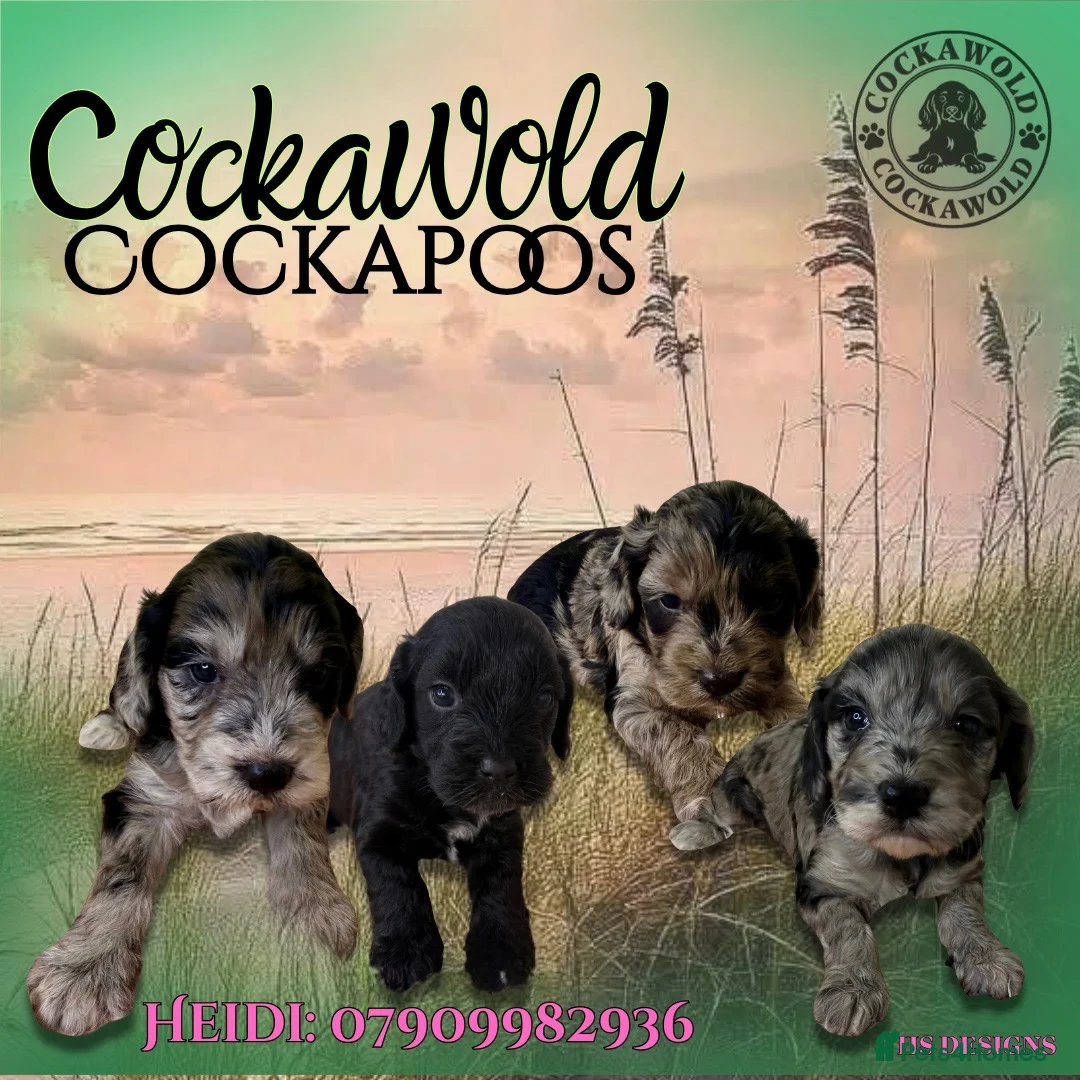 Cockapoo dogs for sale: 🩶 Outstanding Merle F1 Cockapoo Puppies 🖤 - Advert 32