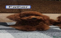 Toy Poodle dogs for sale: Charming Toy Poodle Puppies Ready for Their Homes - Image 8