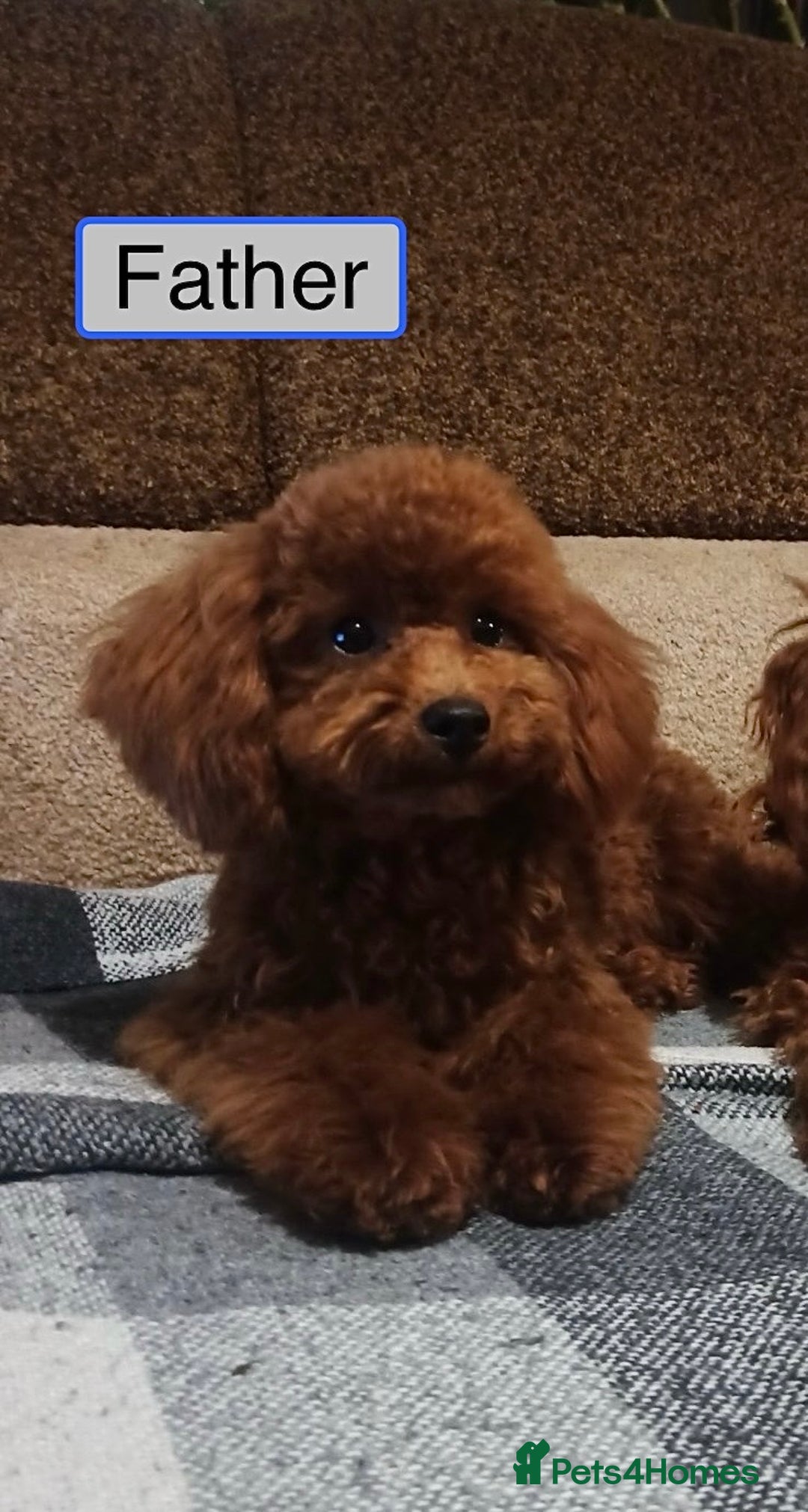 Toy Poodle dogs for sale: Charming Toy Poodle Puppies Ready for Their Homes - Image 8