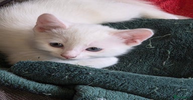 Mixed Breed cats - Advert 12
