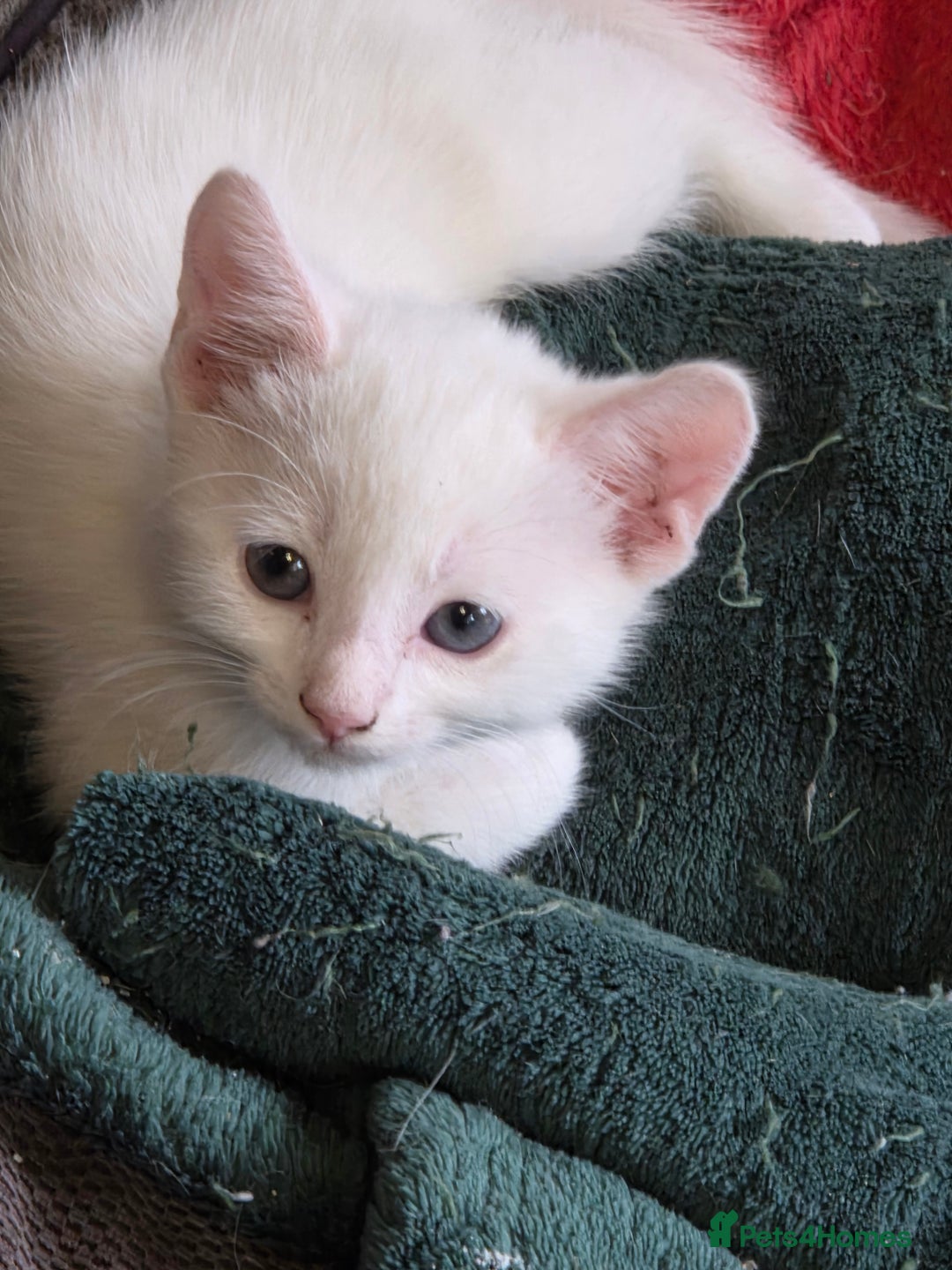 Mixed Breed cats for sale: Pet Kittens  - Image 2