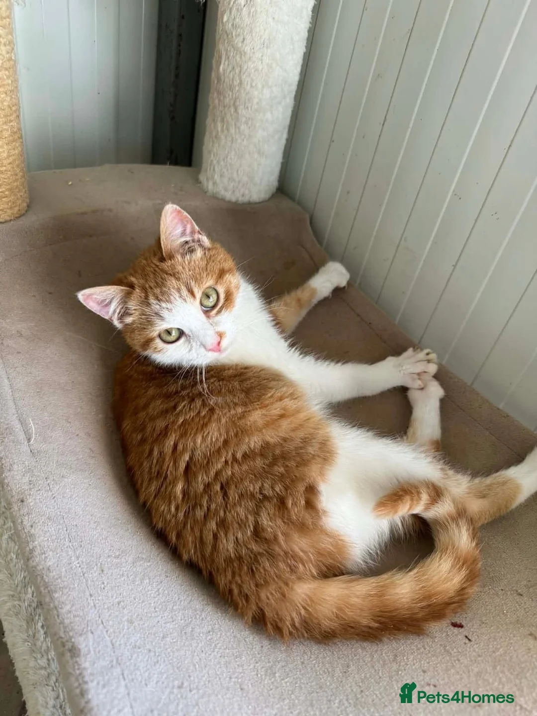 Mixed Breed cats for adoption: Raviolo - Banham Norfolk  in Norwich - Advert 2