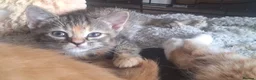 Mixed Breed cats for sale: Last little kitten ready to go to her forever home - Advert 2