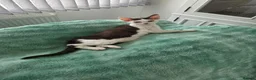 Devon Rex cats for sale: Darling Devons  in Waltham Cross - Advert 5