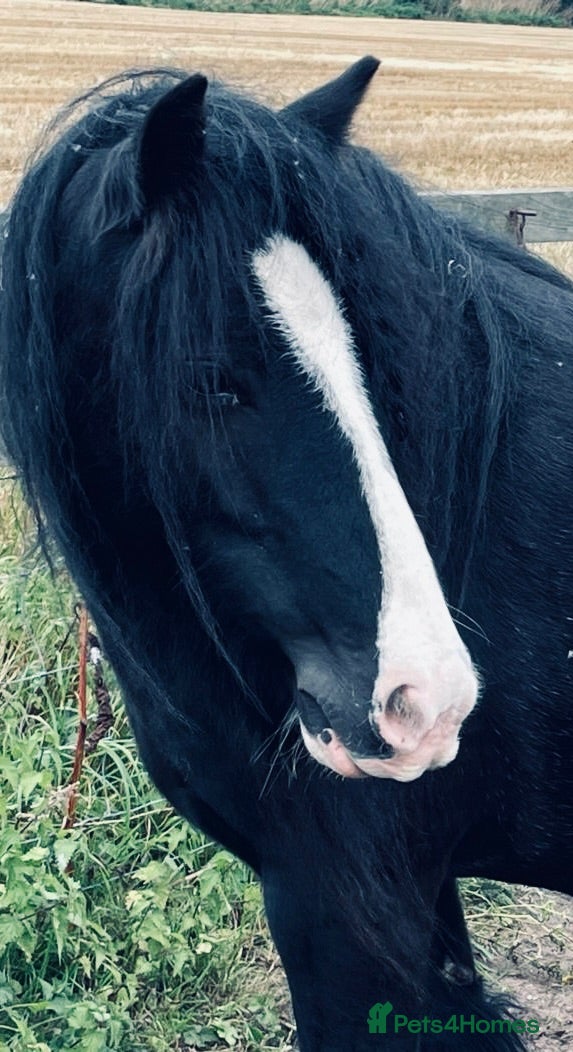 Welsh Section C horses Cob x Welsh  - Advert 1