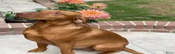 Hungarian Vizsla dogs for sale: Beautiful Hungrian Vizsla Pups for sale - Advert 9