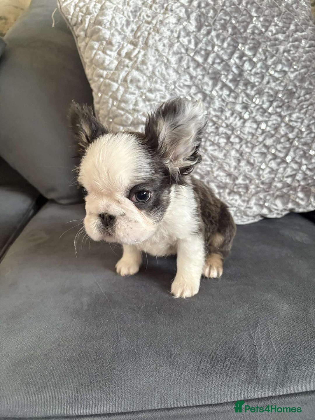 French Bulldog dogs for sale: Luxury Female full fluffy panda husky  - Advert 7
