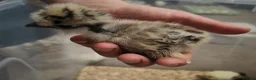 Chickens poultry for sale: USA silkie chicks/ hatching eggs CPQ quails - Advert 17