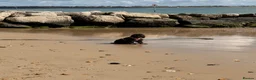 Cocker Spaniel dogs for sale: Ozzie - Show Type Cocker Spaniel in Southampton - Advert 3
