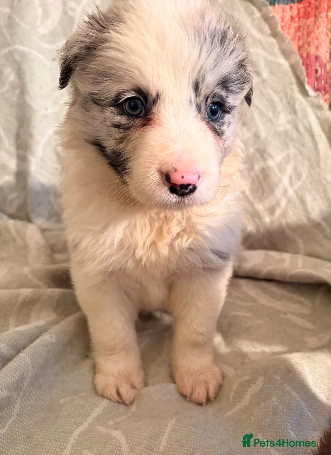 Border Collie dogs for sale: HEALTH TESTED CLEAR PARENTS BORDER COLLIE PUPS - Advert 24