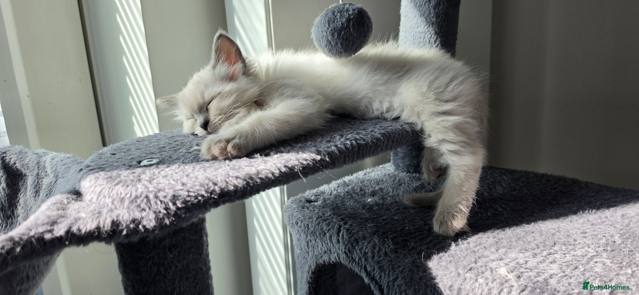 Ragdoll cats for sale: Ragdoll kittens 💉🩺 vaccinated & microchipped - Advert 1