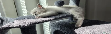 Ragdoll 2 Male Bleu colourpoint with grey mitts