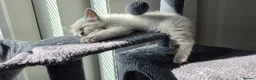 Ragdoll cats for sale: Ragdoll kittens 💉🩺 vaccinated & microchipped - Advert 1