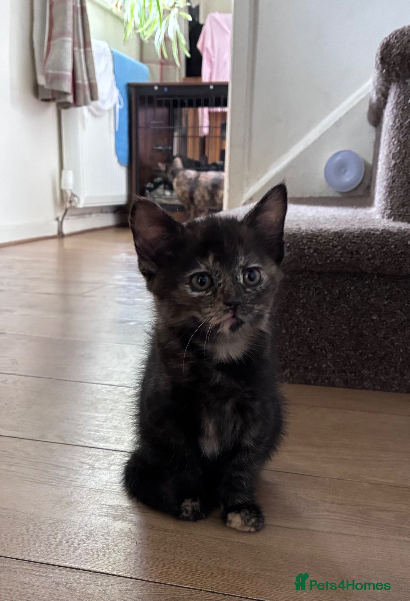 Maine Coon cats READY TO GO Maine coon x girl kitten - Advert 1