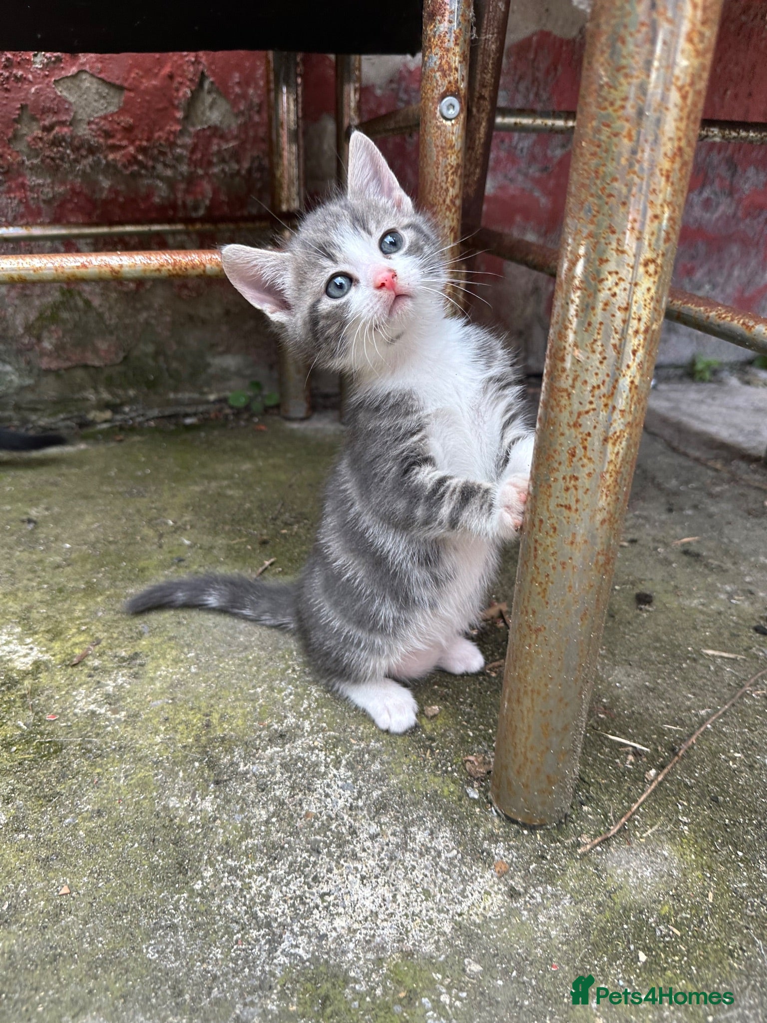 British Shorthair cats Beautiful kitten ready to leave  - Advert 15