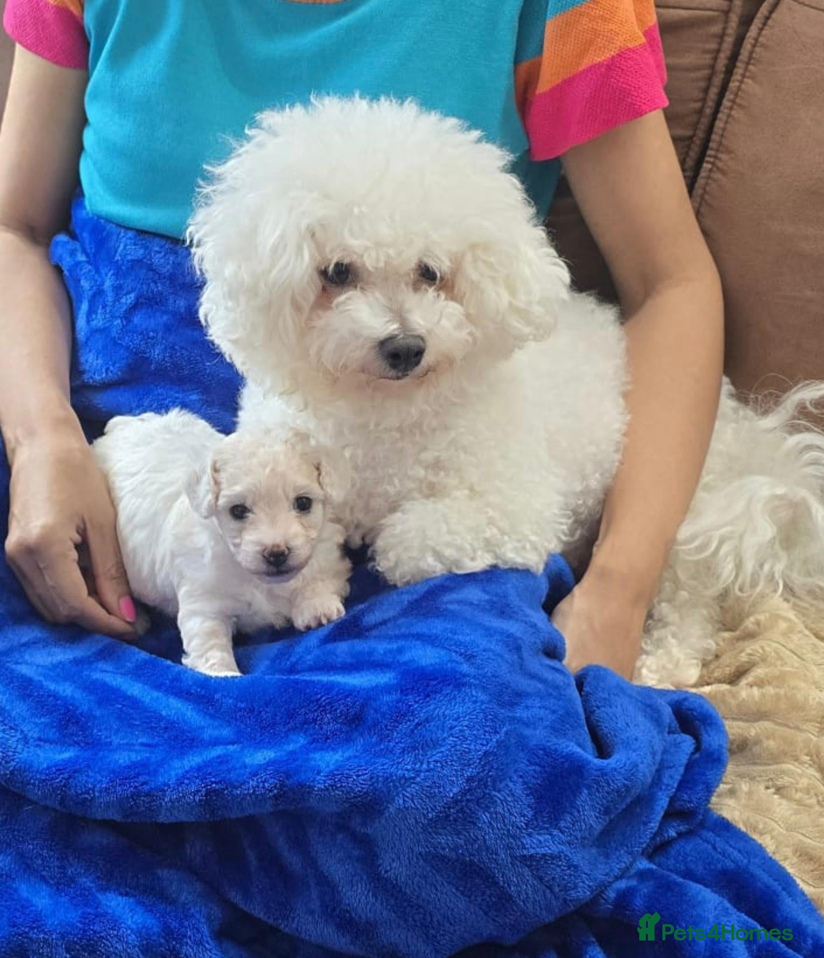 Bichon Frise dogs Pure pedigree male bichon puppy - Advert 1