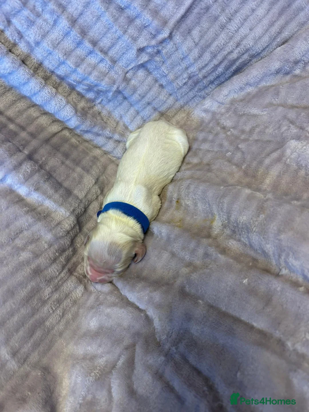 Cocker Spaniel dogs for sale: KC Registered Show Type Cocker Spaniel Puppies - Advert 2