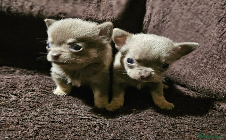 Chihuahua dogs - Advert 1