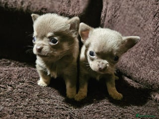 Chihuahua dogs KC REG Lilac Chihuahua puppies - Advert 6