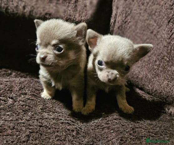 Chihuahua dogs - Advert 3