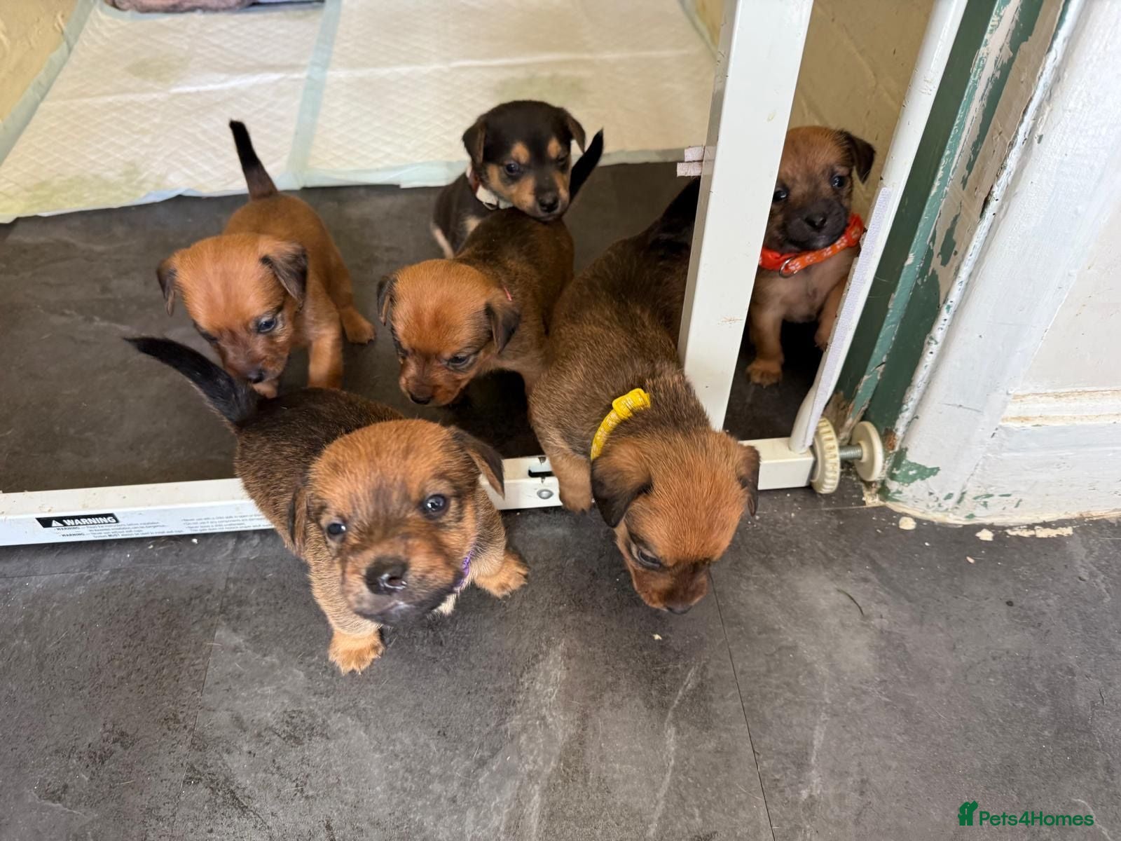 Mixed Breed dogs Patterdale X Lakeland Puppies for Sale - Advert 5