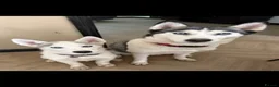 Siberian Husky dogs for sale: Siberian Huskies- Mum 4years & Daughter 10monts  - Advert 7
