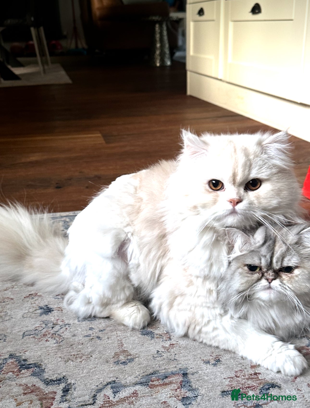 Persian cats Adorable Chinchilla Kittens  - Advert 2