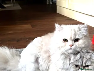 Persian cats Adorable Chinchilla Kittens - Advert 2