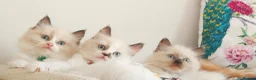 Ragdoll cats for sale: BEAUTIFUL CROSS RAGDOLL/PERSIAN 😻😻😻😻  - Advert 4