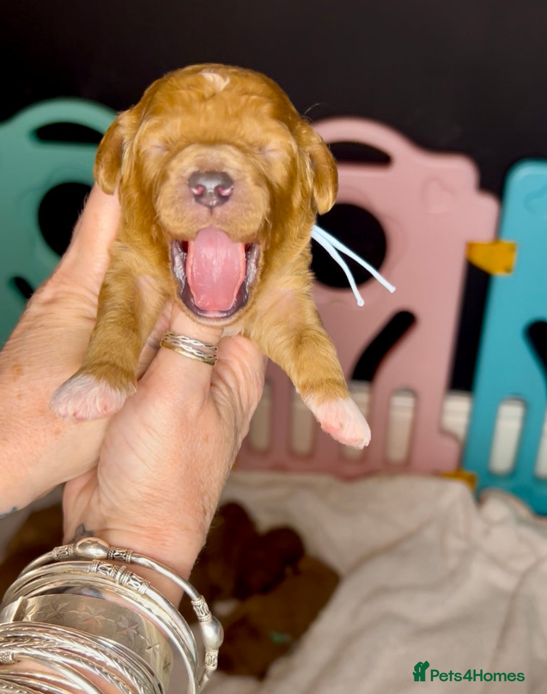 Cavapoochon dogs for sale: 5 ⭐️ LICENSED BREEDER HEALTH TESTED CAVAPOOCHONS - Advert 35