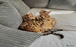 Bengal cats for sale: Young Bengals Males & Females - Image 3