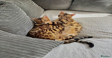Bengal cats - Advert 16