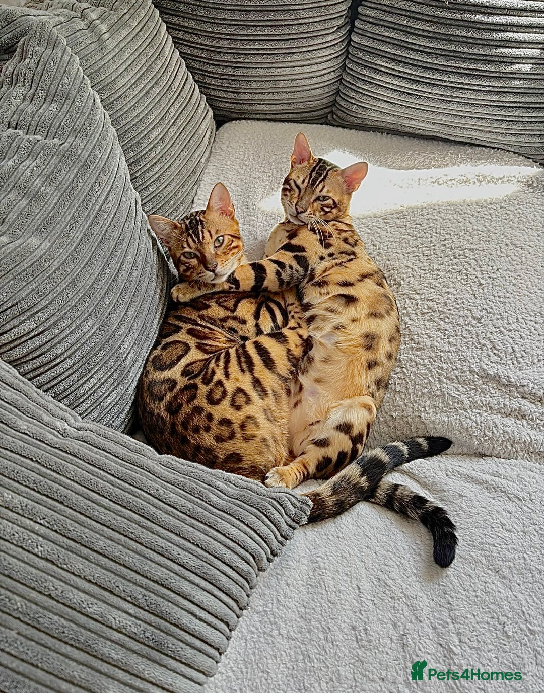 Bengal cats for sale: Young Bengals Males & Females - Image 3