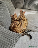 Bengal cats - Advert 3