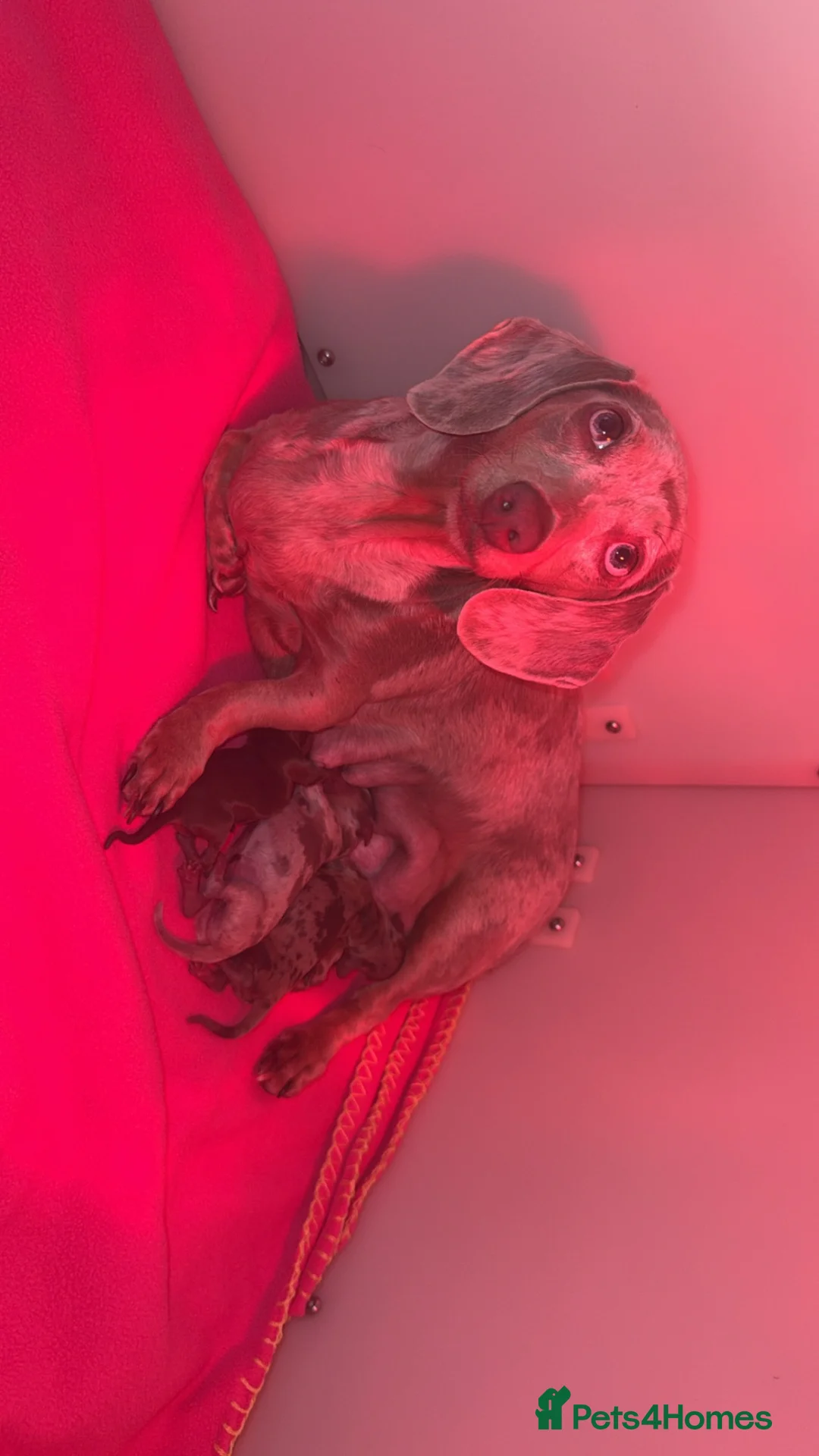 Miniature Dachshund dogs for sale: Longhair miniature dachshund  - Advert 1