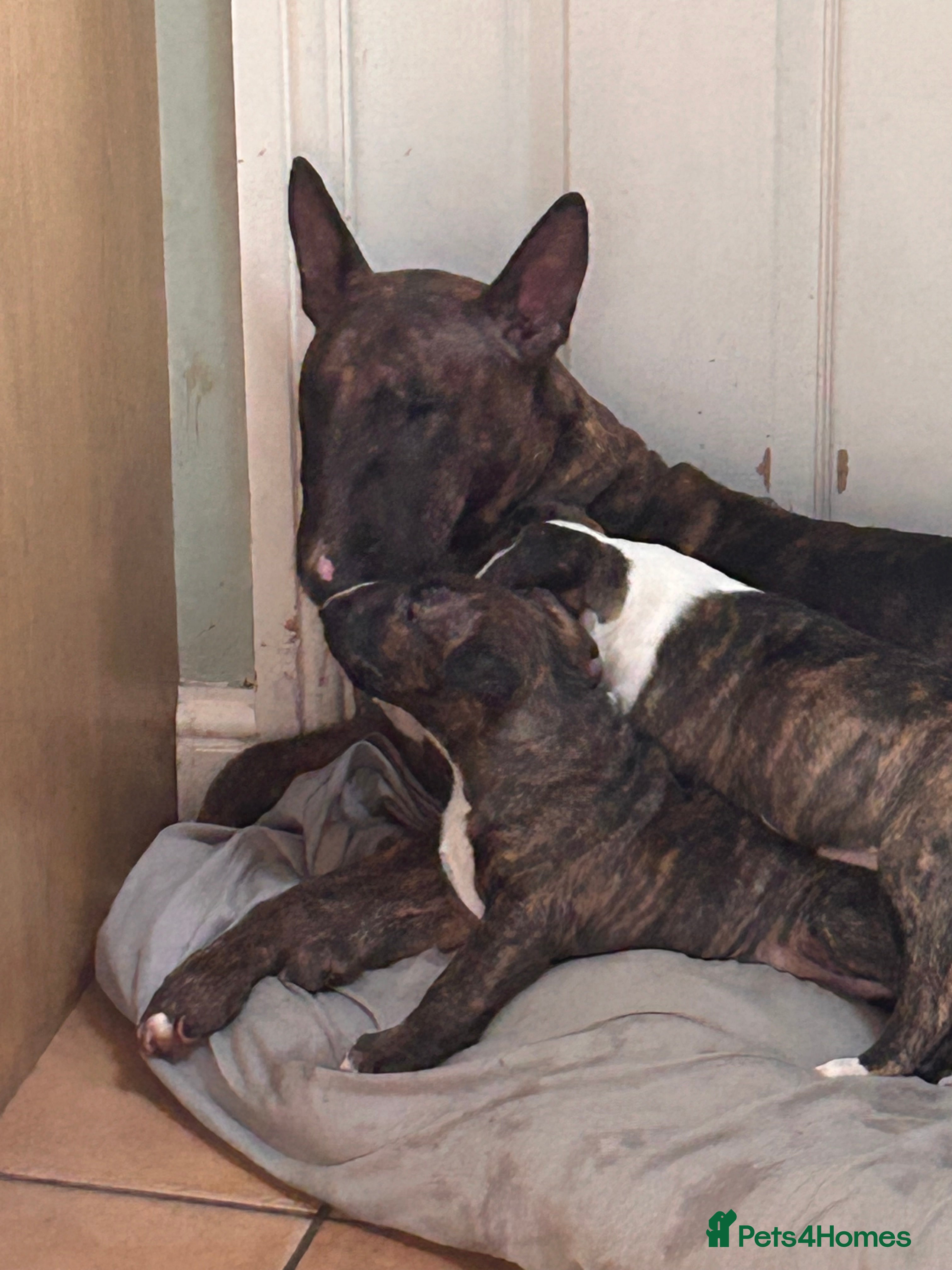 English Bull Terrier dogs Chunky english bull terriers for sale - Advert 1