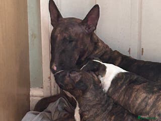 English Bull Terrier dogs Chunky english bull terriers for sale - Advert 4