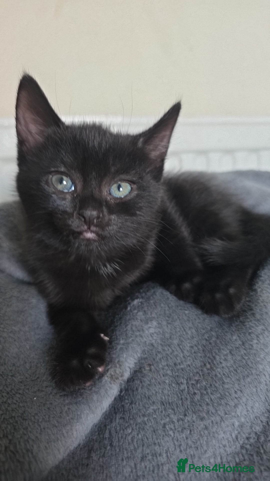 Domestic Shorthair cats for sale: 4 Adorable Kittens ready for their forever homes🩷 - Image 4