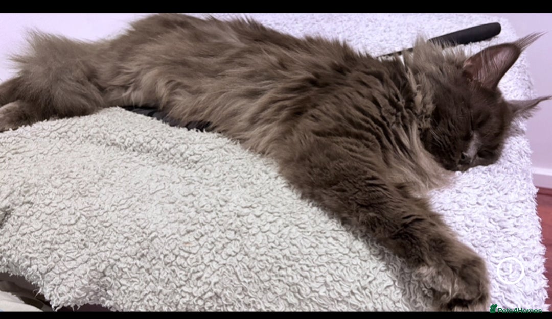Maine Coon cats for sale: XL Maine Coon Kittens - Image 7