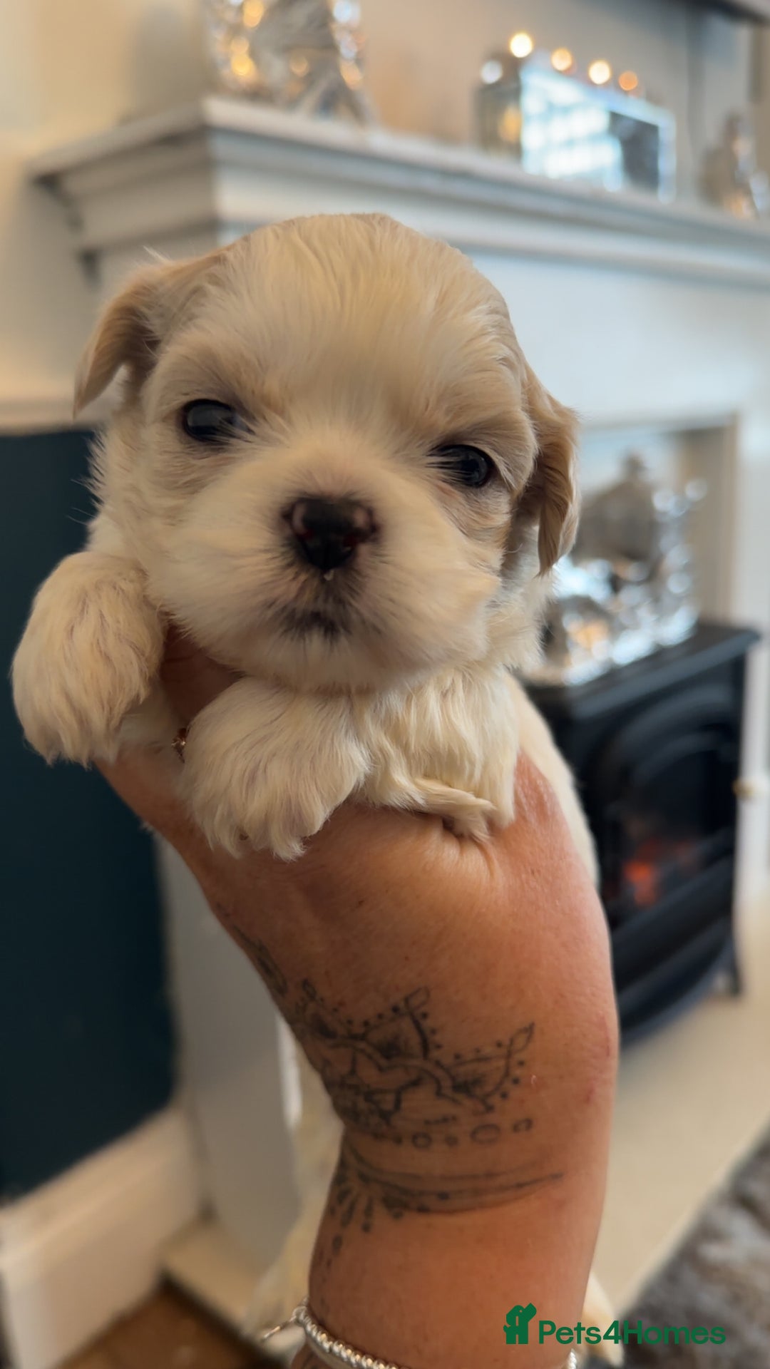 Shih Tzu dogs for sale: Stunning imperial shih tzu puppies  - Advert 5