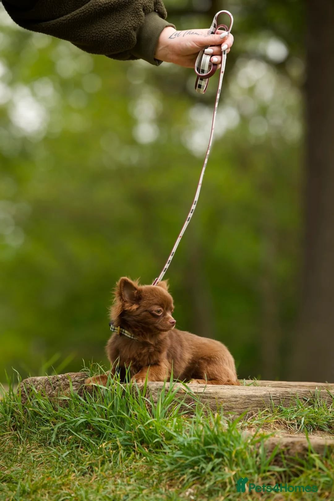 Chihuahua dogs for sale: Longhair solid chocolate boy  - Advert 5