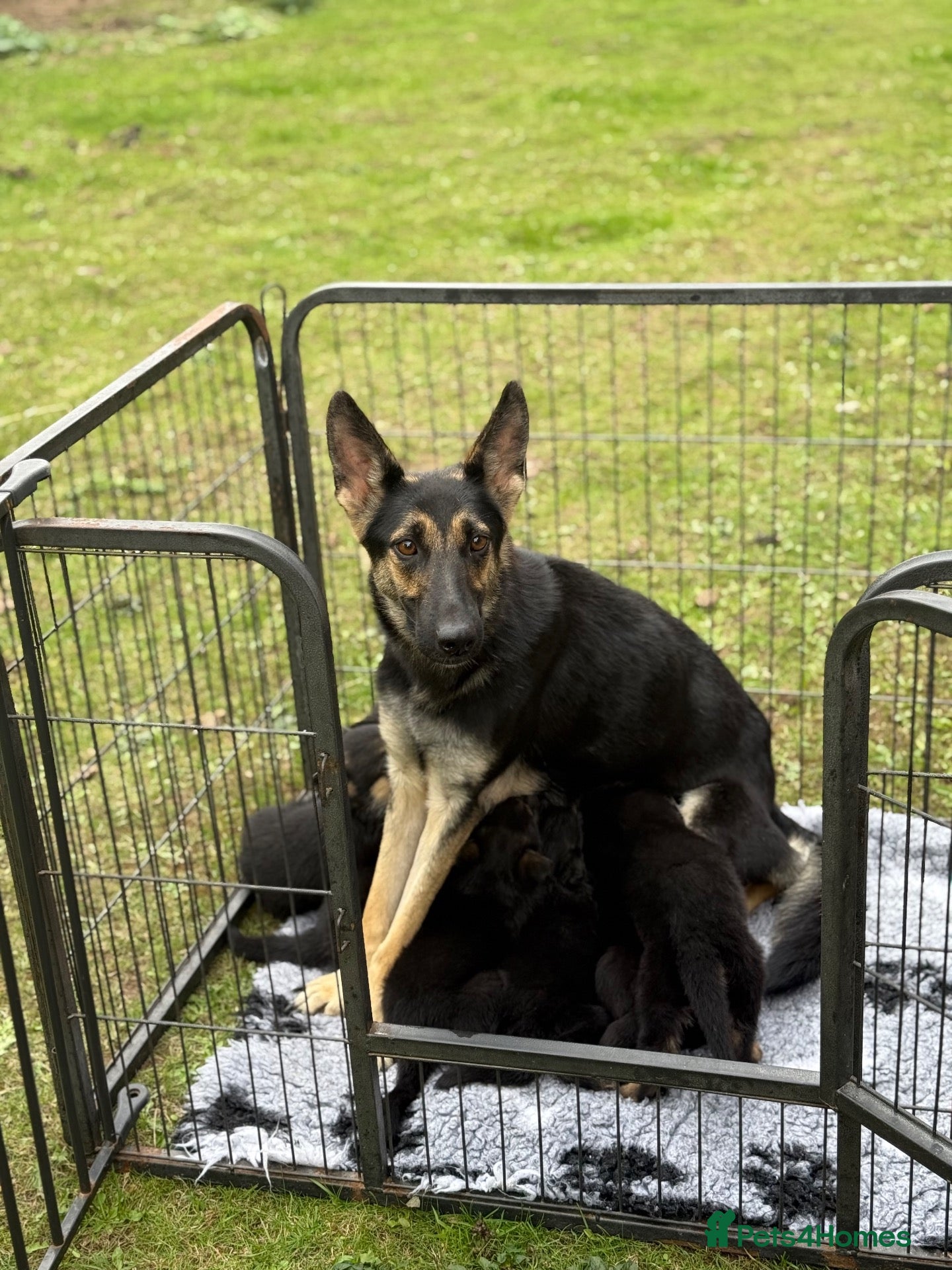 German Shepherd dogs Short haired German shepherds  - Advert 1