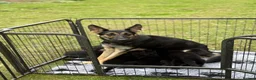 German Shepherd dogs for sale: Short haired German shepherds  - Advert 1