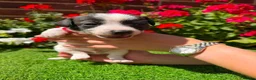 Jack Russell dogs for sale: Adorable jack Russell puppies  - Advert 9