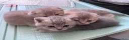 Scottish Fold cats for sale: Full Pedigree Beautiful Scottish Fold Kittens tica - Advert 6