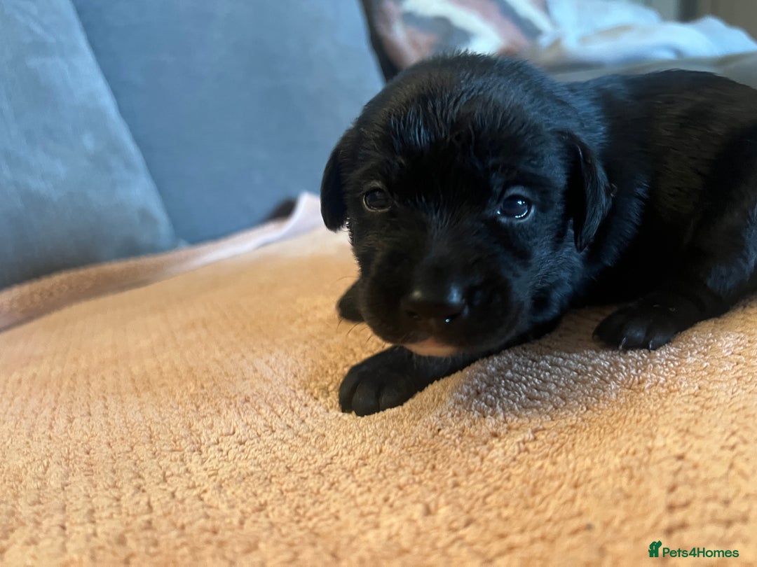 Mixed Breed dogs for sale: 3/4 lab 1/4 collie puppies  in Whitby - Image 19