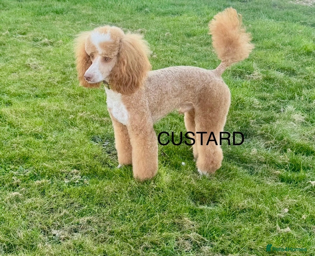 Cockapoo dogs for sale: F1 cockapoo  - Image 9