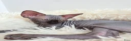 Sphynx cats for sale: Beautiful Canadian Sphynx Kittens Available 💎 - Advert 23